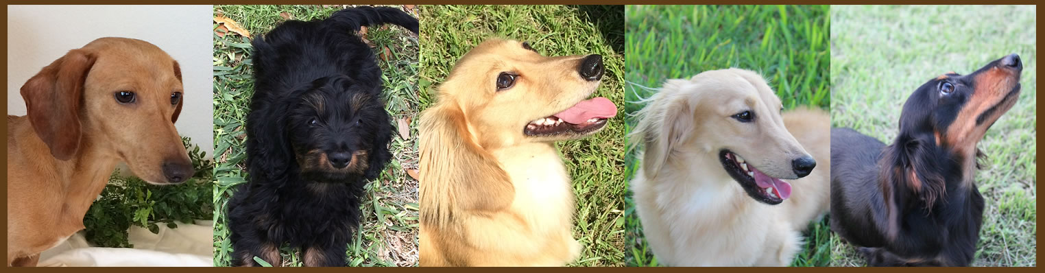 88+ Dachshund Puppies For Sale In Texas Craigslist l2sanpiero