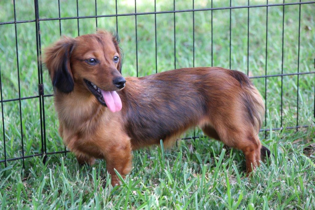 dachshund puppies dams - Texas Country Dachshunds