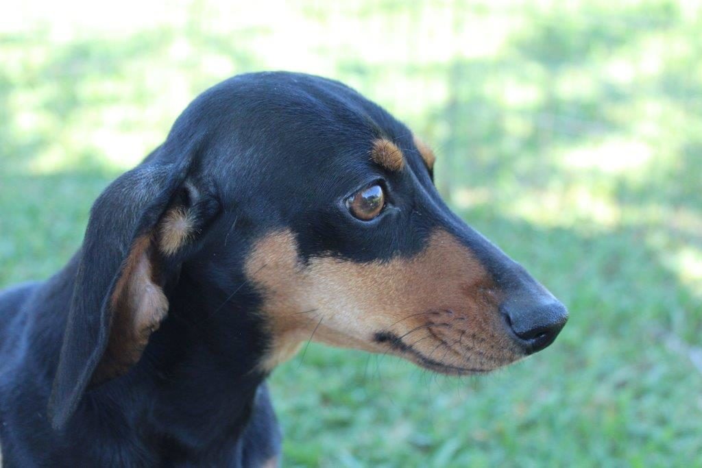 Dachshund Puppies Dams Texas Country Dachshunds