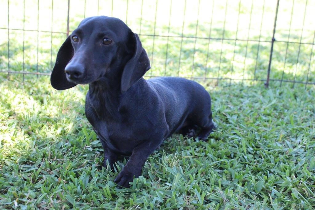 Dachshund Puppies Dams Texas Country Dachshunds