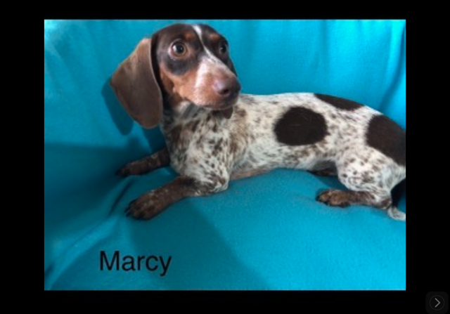 AKC mini dachshunds