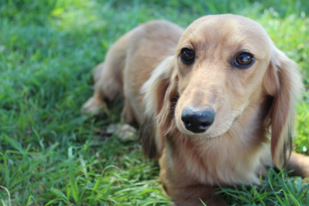 AKC mini dachshunds