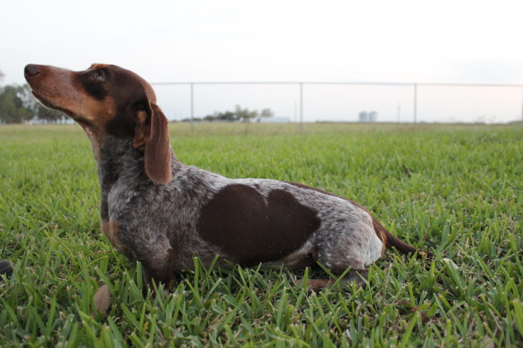 AKC mini dachshunds