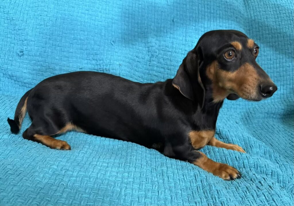 AKC mini dachshunds